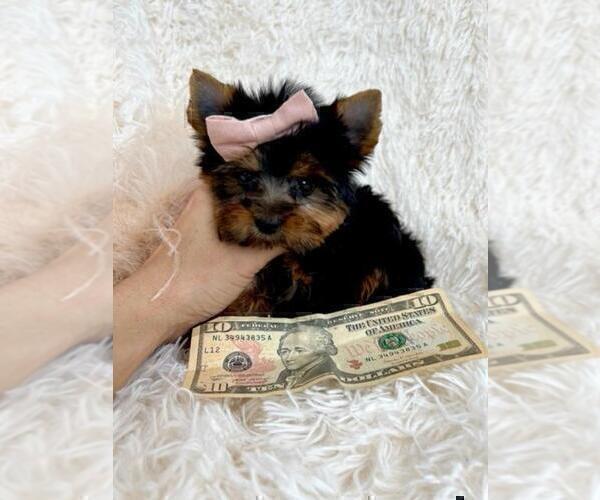 Medium Photo #16 Yorkshire Terrier Puppy For Sale in FORT LAUDERDALE, FL, USA