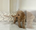 Small #7 Goldendoodle