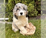 Small #2 Cockapoo