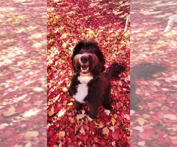 Medium Photo #1 Bernedoodle (Miniature) Puppy For Sale in ELKHART, IA, USA