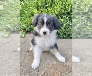 Australian Shepherd-Papillon Mix Puppy for sale in SILVER LAKE, IN, USA