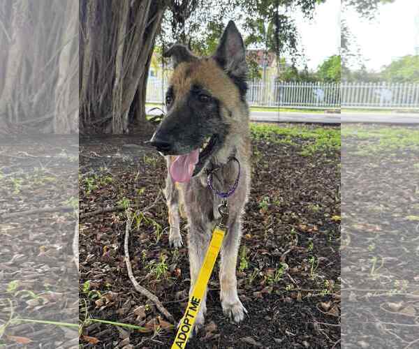 Medium Photo #10 German Shepherd Dog Puppy For Sale in Plantation, FL, USA