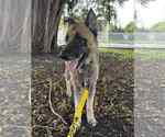 Small #9 German Shepherd Dog