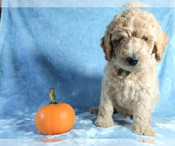 Medium Photo #8 Goldendoodle Puppy For Sale in PAULINE, SC, USA