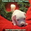 Small Photo #83 Dogo Argentino Puppy For Sale in JANE, MO, USA