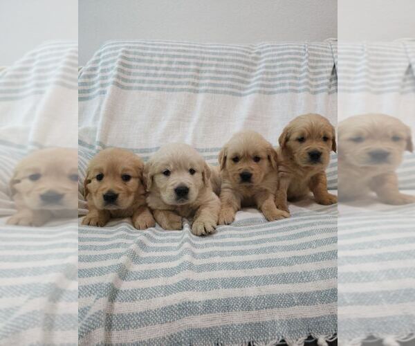 Medium Photo #4 English Cream Golden Retriever Puppy For Sale in SACRAMENTO, CA, USA