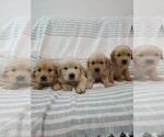 Small #3 English Cream Golden Retriever