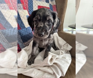 Double Doodle Puppy for sale in SATSUMA, FL, USA