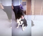Small #14 Border Collie Mix