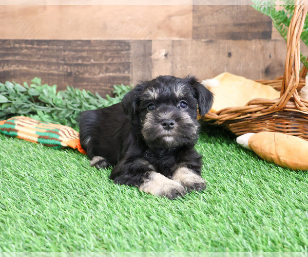 Medium Photo #5 Schnauzer (Miniature) Puppy For Sale in SYRACUSE, IN, USA