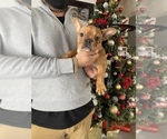 Small Photo #2 French Bulldog Puppy For Sale in MORENO VALLEY, CA, USA