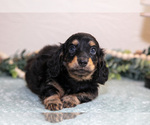 Puppy Kody Dachshund
