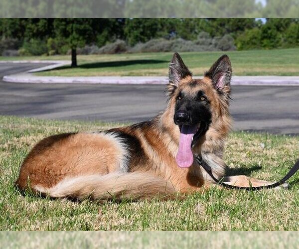 Medium Photo #2 German Shepherd Dog Puppy For Sale in San Diego, CA, USA