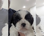 Puppy Bella Shih Tzu