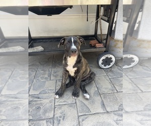 American Staffordshire Terrier-Australian Shepherd Mix Puppy for sale in NORFOLK, VA, USA