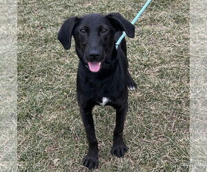 Labrador Retriever-Unknown Mix Dogs for adoption in Batavia, OH, USA
