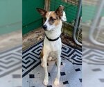 Small Australian Shepherd-Beagle Mix