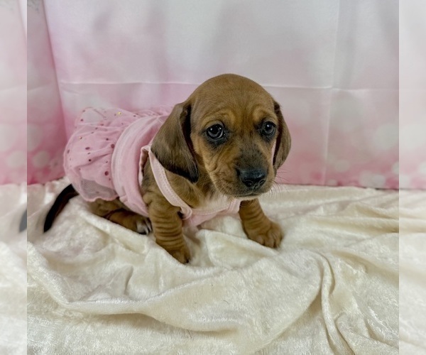 Medium Photo #47 Dachshund Puppy For Sale in CASSVILLE, MO, USA