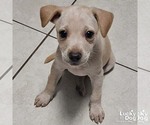 Small #1 Labrador Retriever Mix
