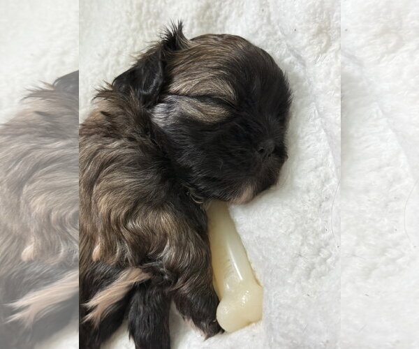 Medium Photo #7 Shih Tzu-Unknown Mix Puppy For Sale in St. Louis Park, MN, USA