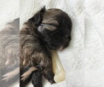 Small #6 Shih Tzu Mix