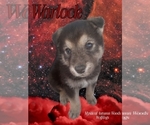 Small #2 Wolf Hybrid