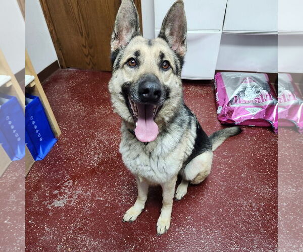 Medium Photo #6 German Shepherd Dog Puppy For Sale in Fargo, ND, USA