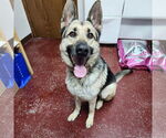 Small #5 German Shepherd Dog