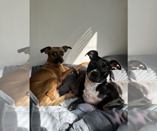Medium Photo #7 Chihuahua-Unknown Mix Puppy For Sale in Boonton, NJ, USA