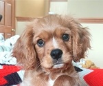 Small Photo #18 Cavalier King Charles Spaniel Puppy For Sale in BELVIDERE, IL, USA