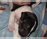 Small #8 Bull Terrier