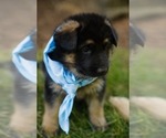 Puppy 0 German Shepherd Dog