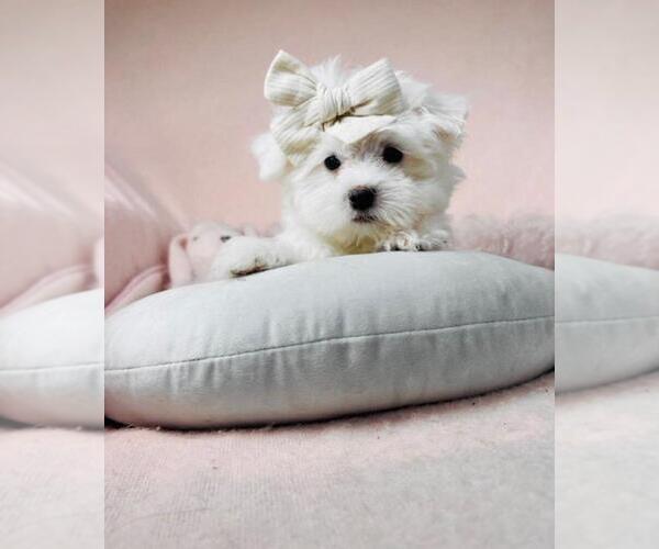 Medium Photo #3 Maltese Puppy For Sale in MIAMI, FL, USA