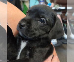 Mutt Dogs for adoption in St. Augustine, FL, USA