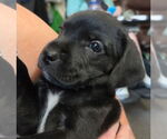 Small Mutt