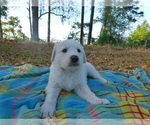 Small Photo #10 Akbash Dog Puppy For Sale in BROOKSVILLE, FL, USA