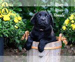 Puppy River Labrador Retriever