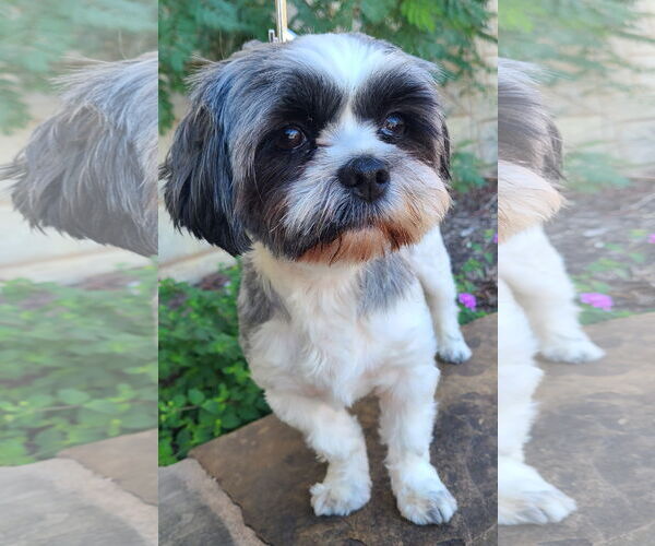 Medium Photo #3 Shih Tzu Puppy For Sale in Pipe Creek, TX, USA
