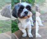 Small #2 Shih Tzu