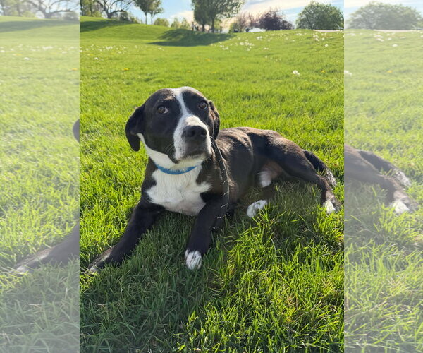 Medium Photo #8 Mutt Puppy For Sale in Sandy, UT, USA