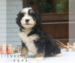 Small #1 Bernedoodle (Miniature)