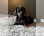 Small #2 Dachshund