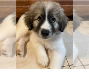 Great Pyrenees-Unknown Mix Dogs for adoption in Plymouth, MN, USA