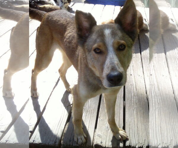 Medium Photo #1 Siberian Husky-Unknown Mix Puppy For Sale in Pacific grove , CA, USA