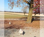 Small Photo #3 Labrador Retriever Puppy For Sale in CONNERSVILLE, IN, USA