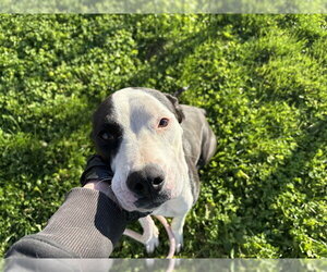 Labrador Retriever-Unknown Mix Dogs for adoption in Pueblo, CO, USA