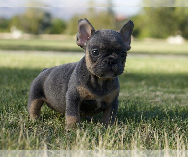 Medium Photo #1 French Bulldog Puppy For Sale in WEST HILLS, CA, USA