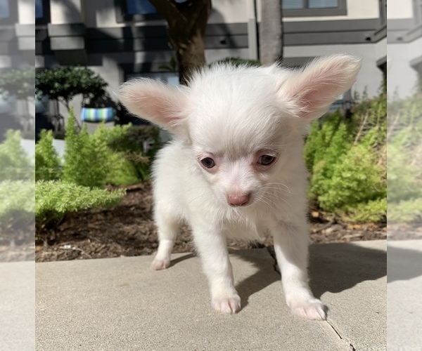 Medium Photo #5 Chihuahua Puppy For Sale in HOUSTON, TX, USA