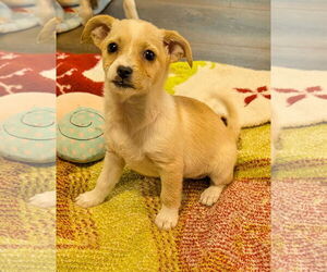 Shih Tzu Dogs for adoption in The Woodlands, TX, USA