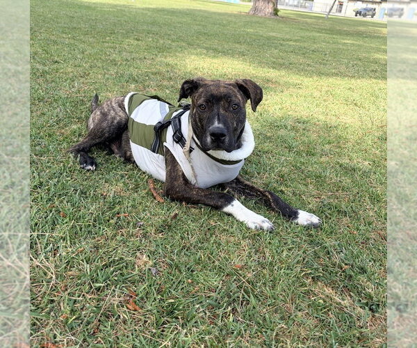 Medium Photo #11 Boxer-Unknown Mix Puppy For Sale in Dana Point, CA, USA